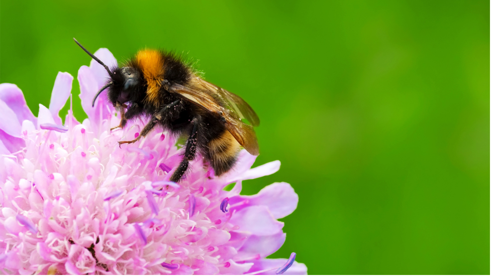 Bumble bee on pink flower