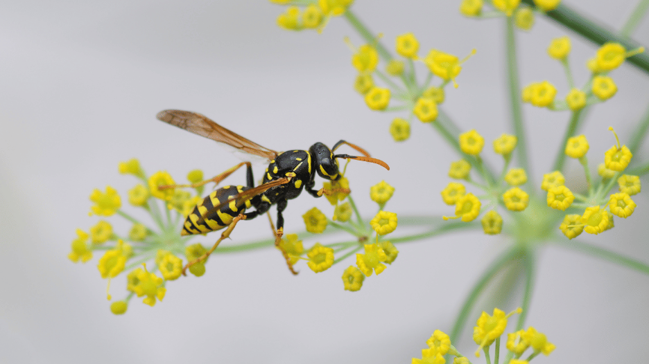 Close-up of a wasp on yellow flowers, highlighting its black and yellow body, commonly associated with wasp stings.